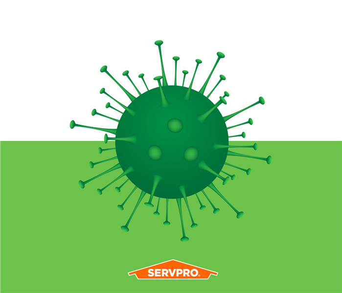graphic of a mold-like spore, green, against a white and green split background with orange SERVPRO logo in bottom center